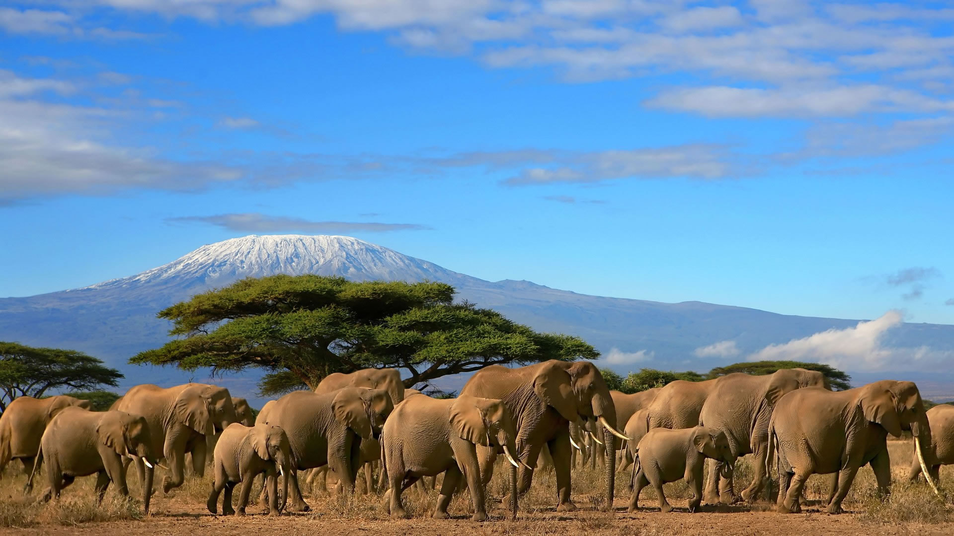 Amboseli national park