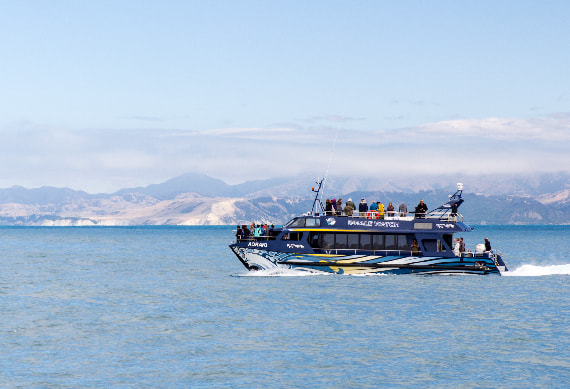 Kaikoura Whale Watching 