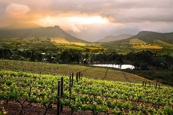 franschhoek vineyards small