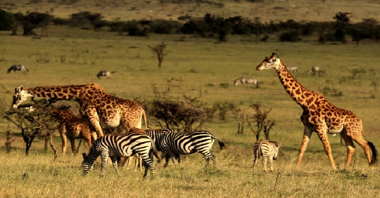 Masai Mara