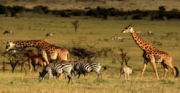 Masai Mara