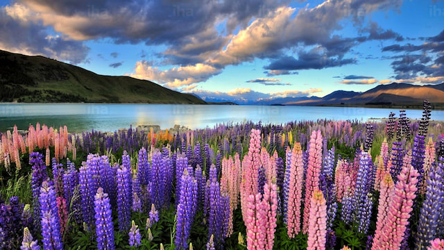 lake tekapo 0