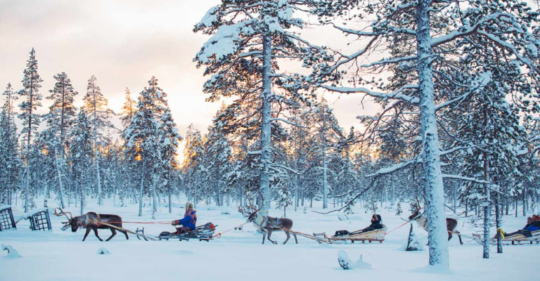 Reindeer Safari