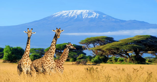 visit Pejeta Conservancy