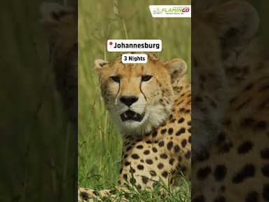 13 Days in South Africa