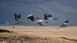 Black Neck Crane In November
