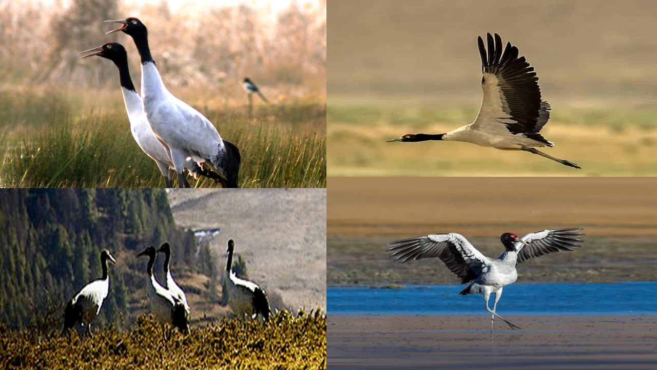 Black Neck Crane In November