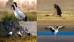 Black Neck Crane In November