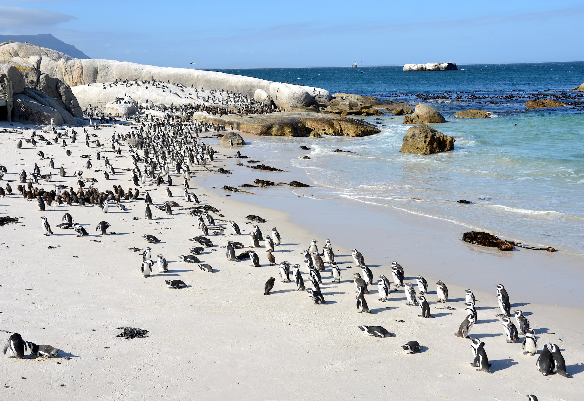 Boulders Beach Cap Town