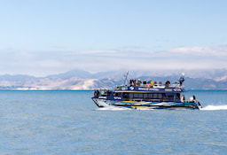 Kaikoura Whale Watching
