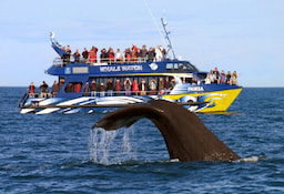 Kaikoura Whale Watching