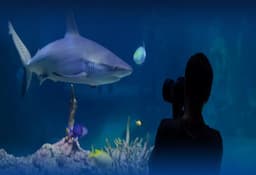 Kelly Tarltons Sea life Aquarium Entry