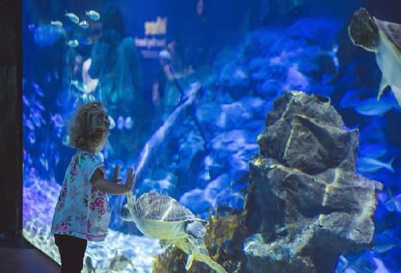Kelly Tarltons Sea life Aquarium Entry