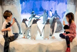 Kelly Tarltons Sea life Aquarium Entry