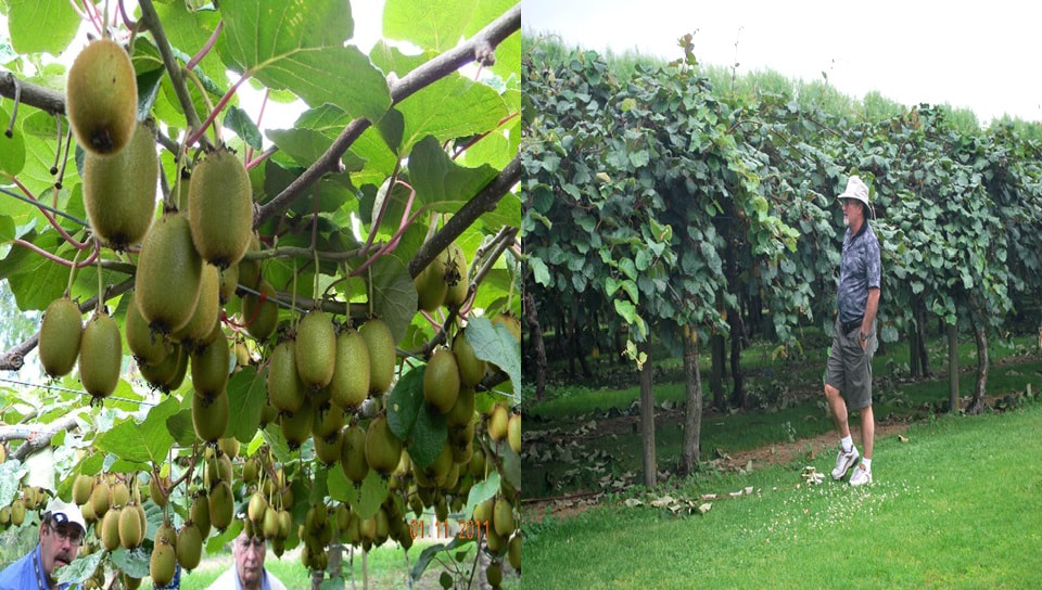 Kiwi Farm Tour