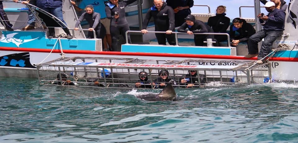 Optional Shark cage diving