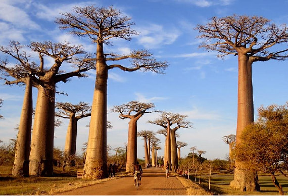 Photo de stock Morondava
