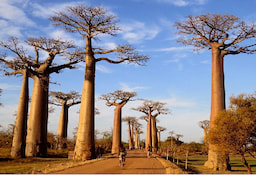 Photo de stock Morondava