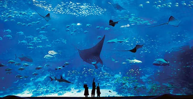 Singapore Kids Special