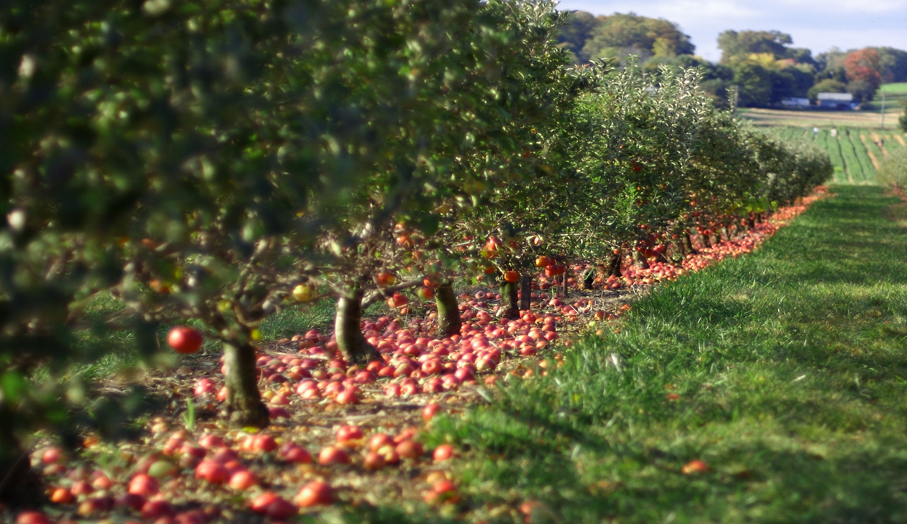 Apple Orchard