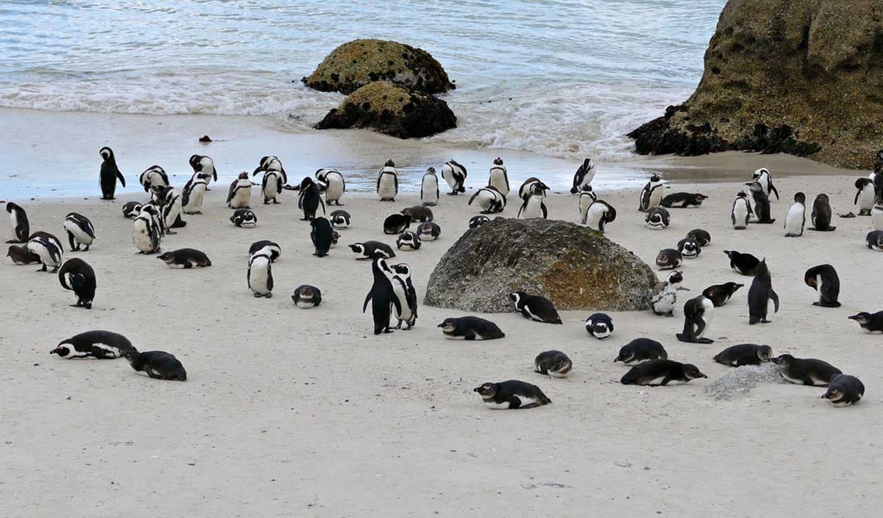 Boulders Beach