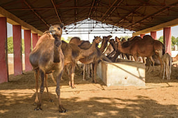 Camel Research Farm