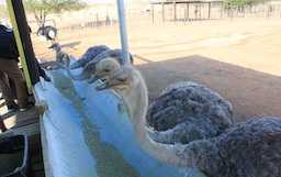 Ostrich Farm Entrance