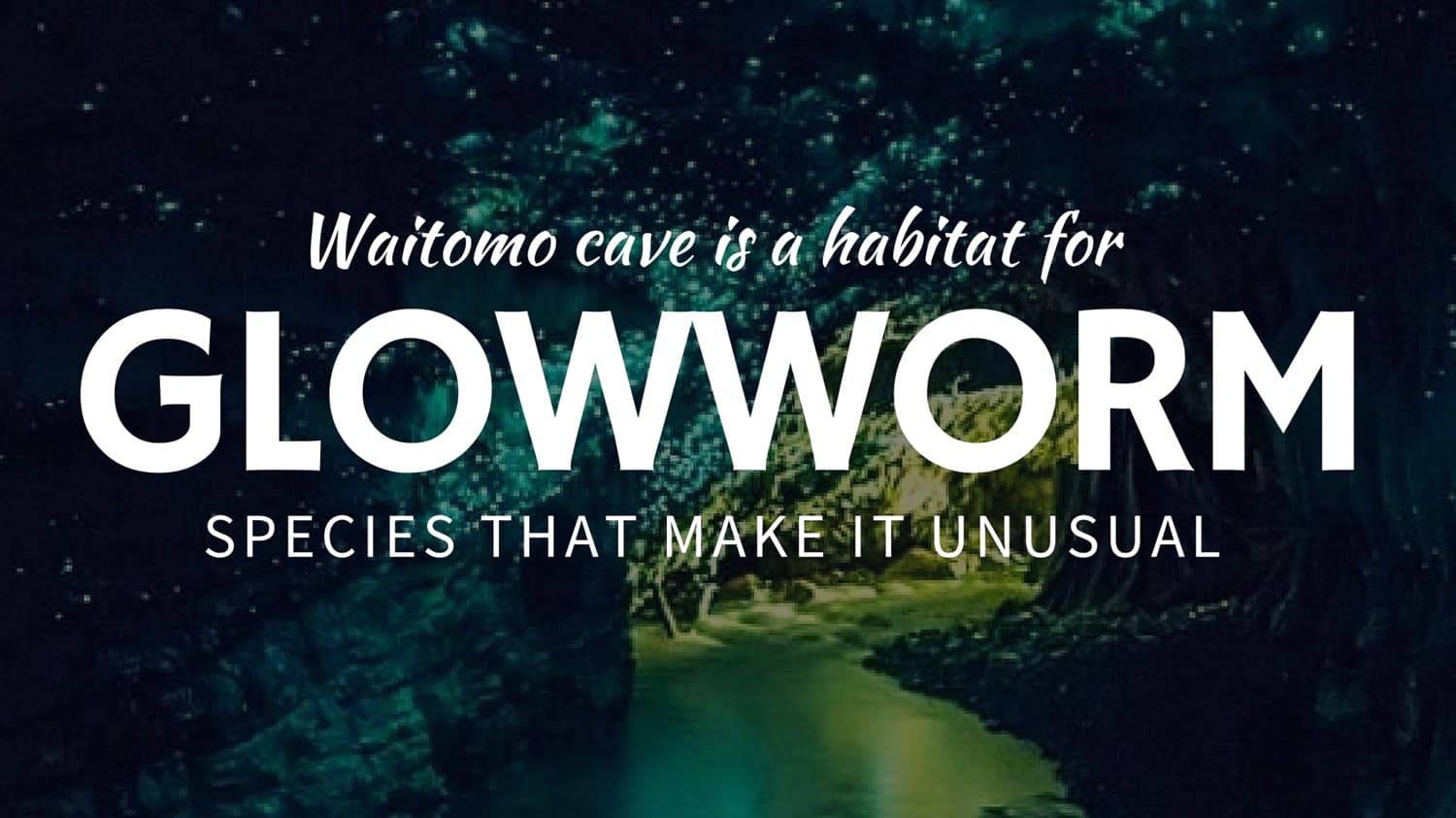 Waitomo Glowworm Caves