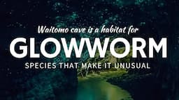 Waitomo Glowworm Caves
