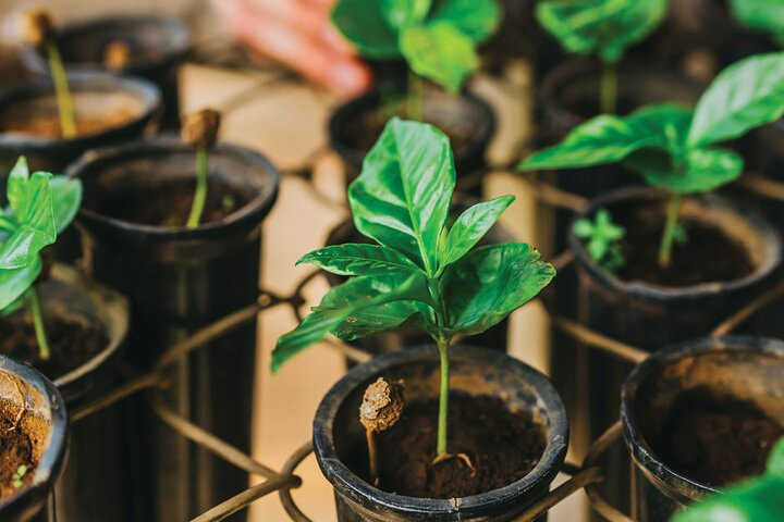 Costa Rica Doka Estate Coffee Tour And Plantation