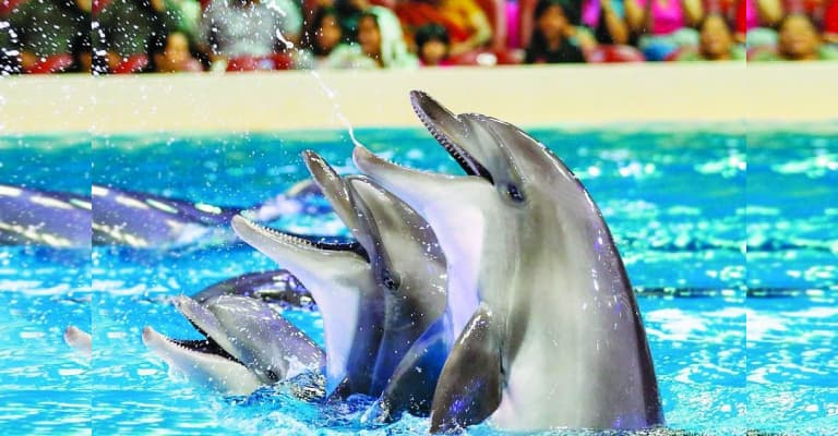 Dubai Dolphinarium