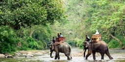 Elephant Trekking Phuket