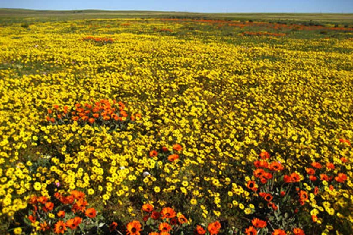 The highest bungee from a bridge in the world (OPTIONAL) APPROX ZAR 1490