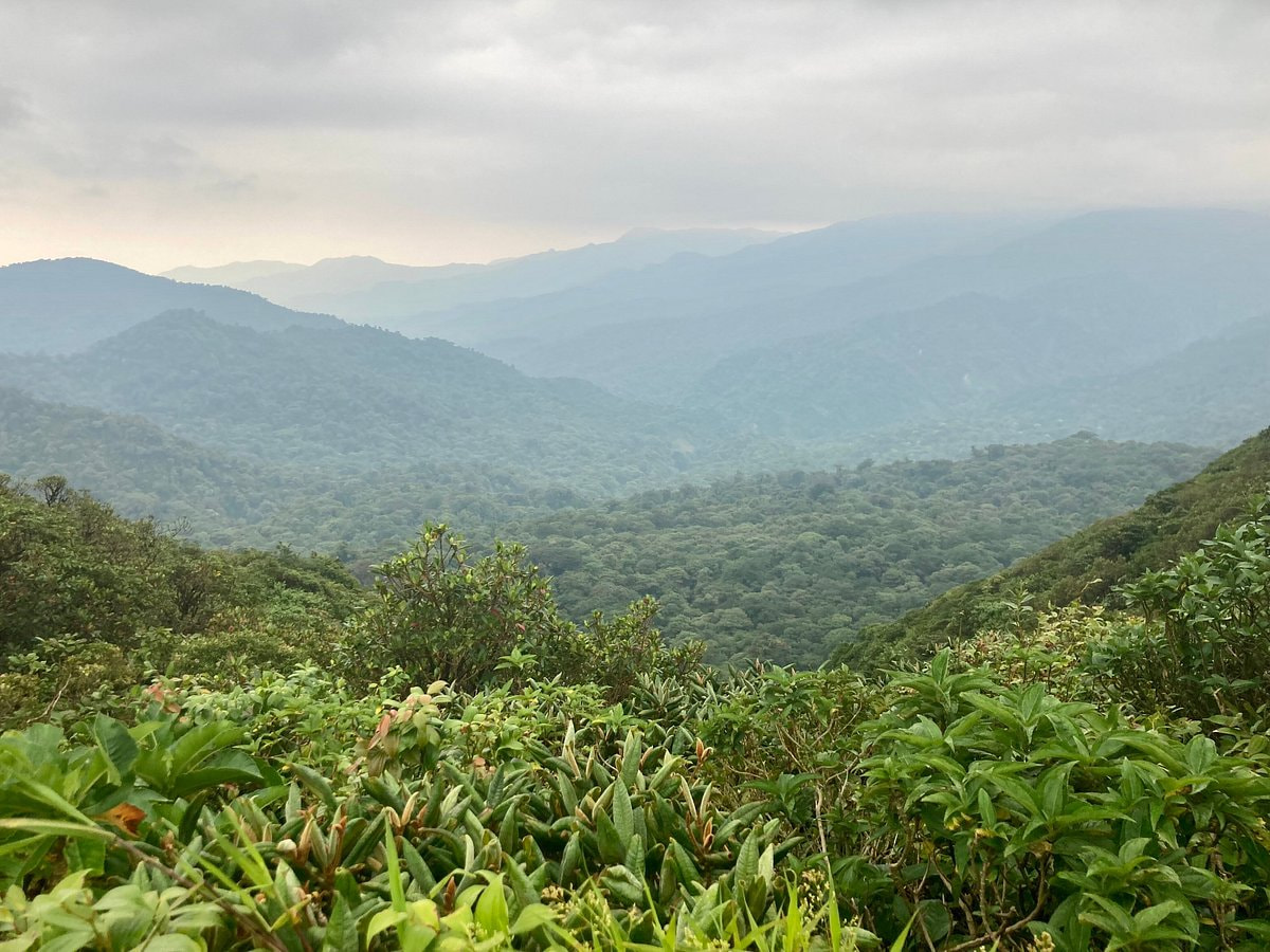 Cloud Forest Of Monteverde