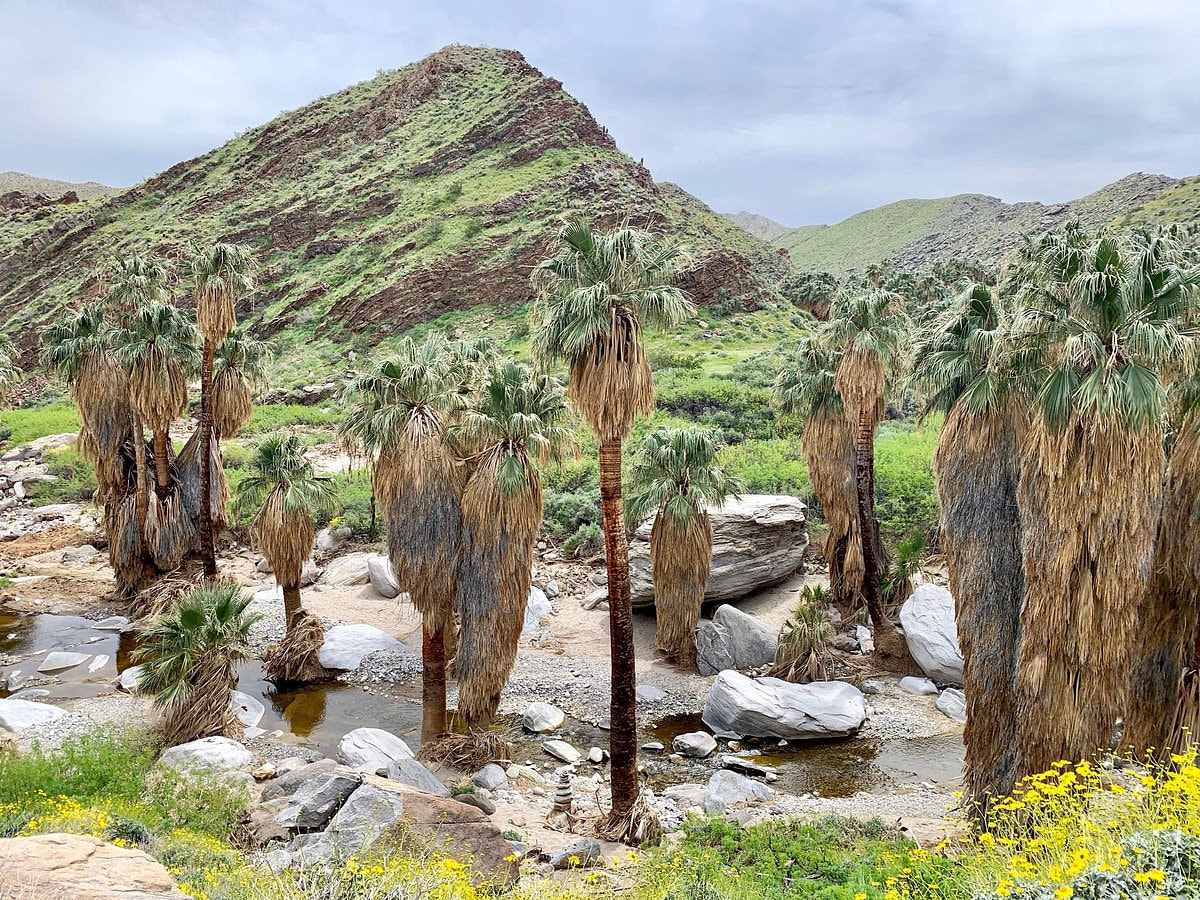 Palm Spring