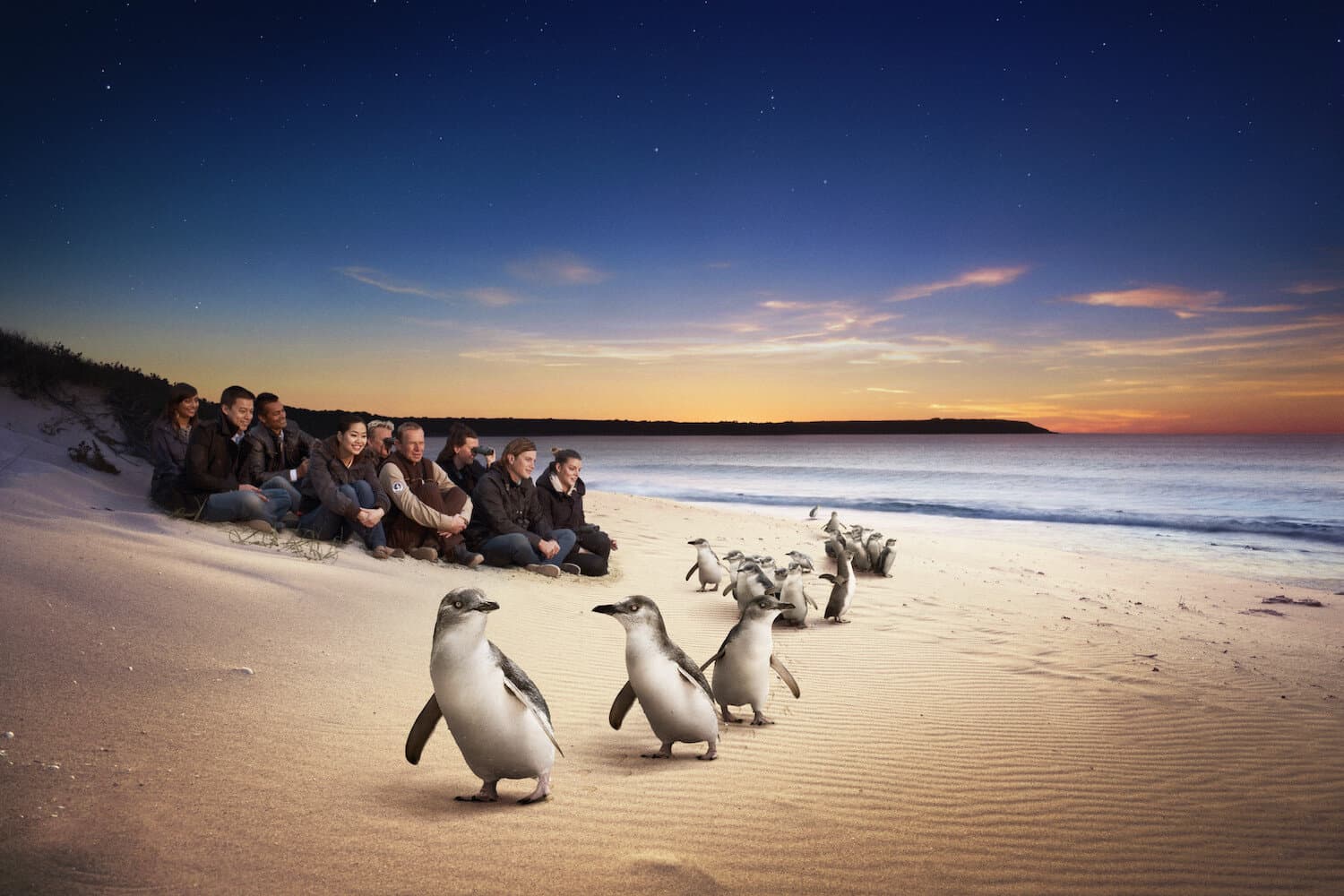 Penguin Parade