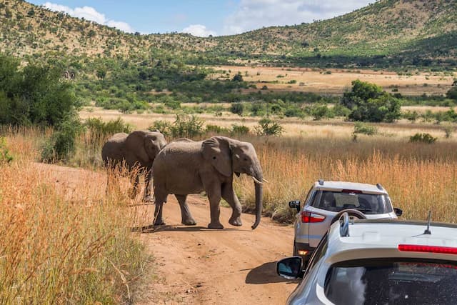Enthralling South Africa Self Drive Tour