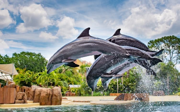 Sea world Orlando