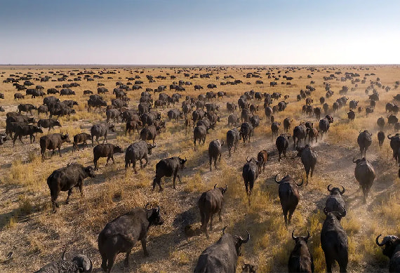 National Park Game Drive