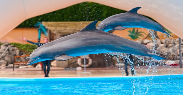 Dubai Dolphin Show