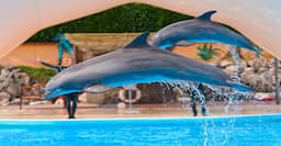 Dubai Dolphin Show