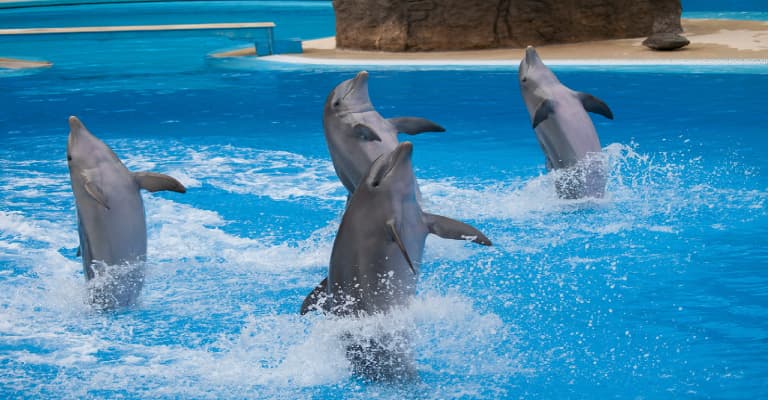 Dubai Dolphin Show