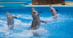 Dubai Dolphin Show