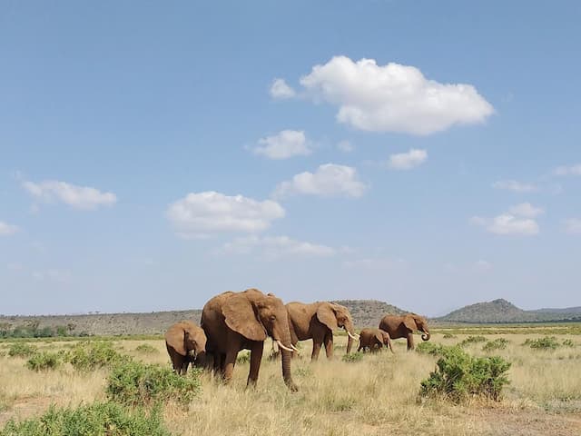 Highlights Of Kenya With Samburu