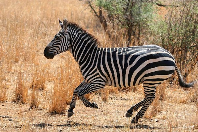 zebra