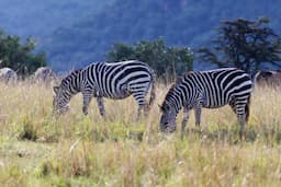 Aberdare National Park