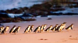 Phillip Island with Penguin Parade