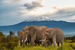 Amboseli National Park