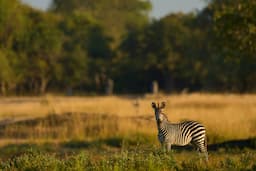 Botwana Wild Life Zebra