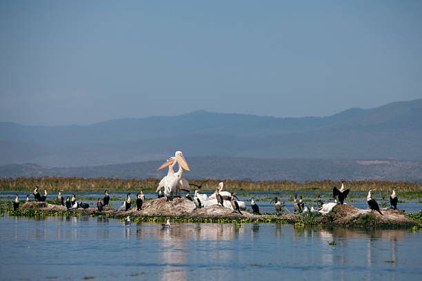 Cormorants on Lake Naivesha